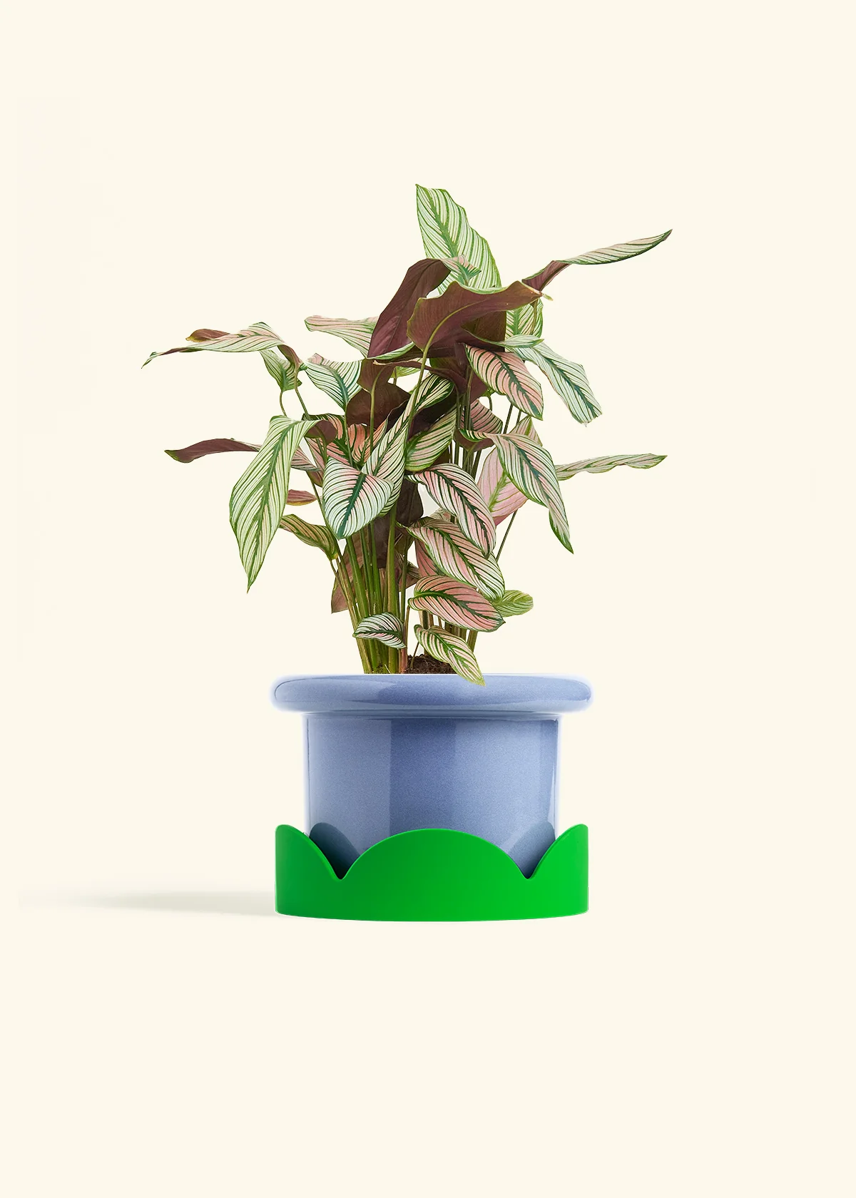 Calathea 'White Star' - Image 46