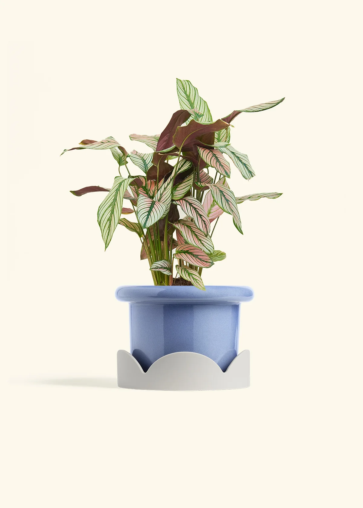 Calathea 'White Star' - Image 47