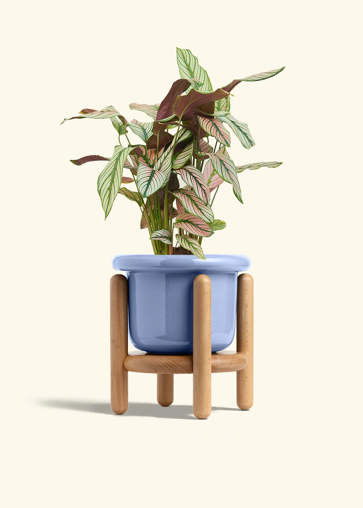 Calathea 'White Star' - Image 48