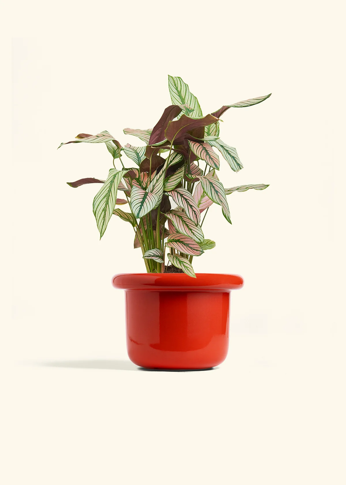 Calathea 'White Star' - Image 49