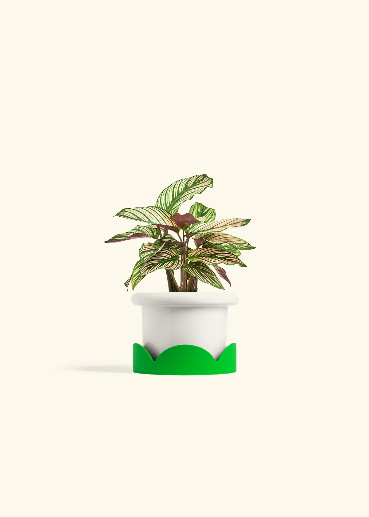 Calathea 'White Star' - Image 5