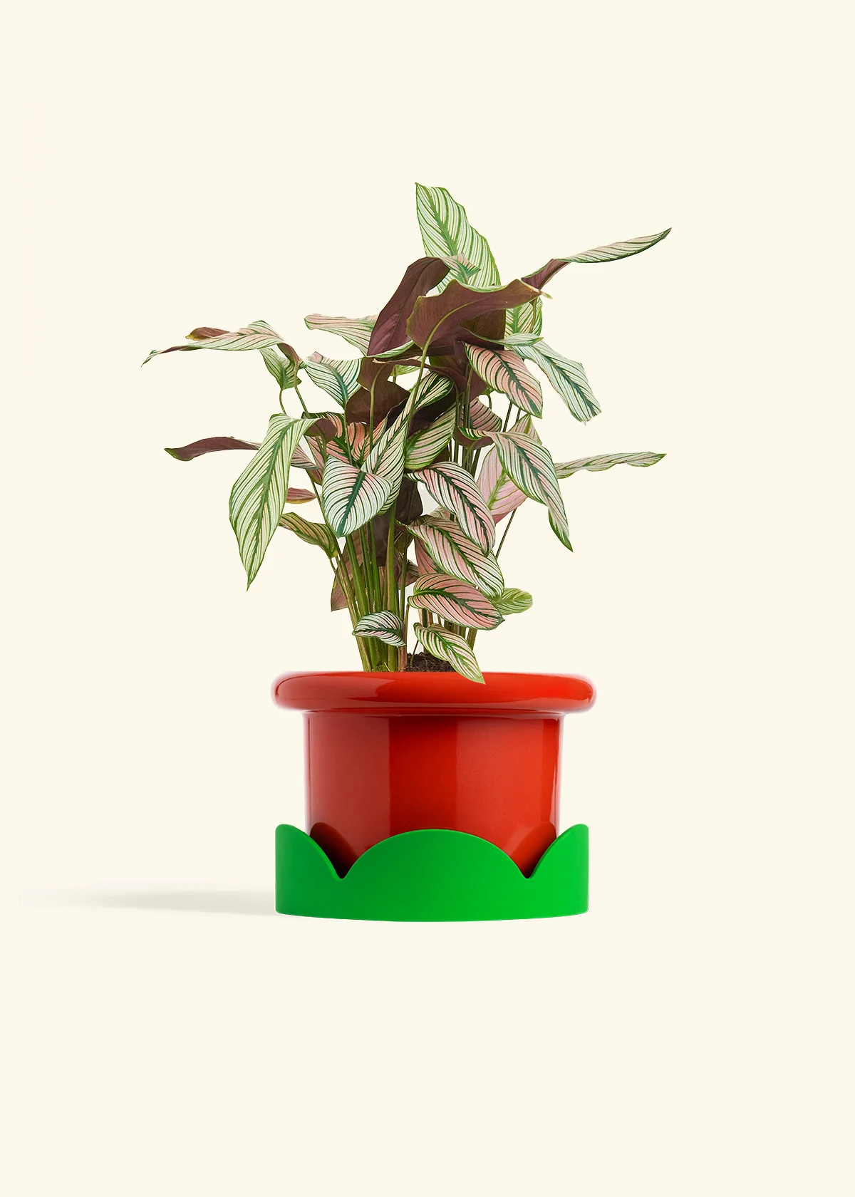 Calathea 'White Star' - Image 50