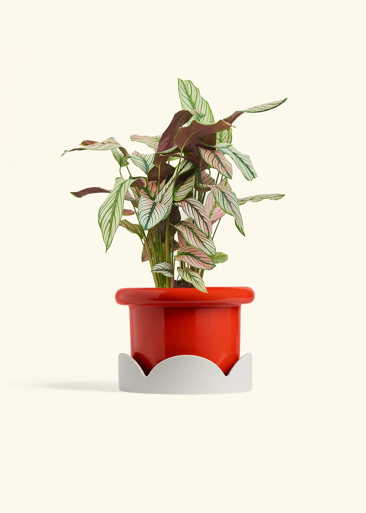 Calathea 'White Star' - Image 51