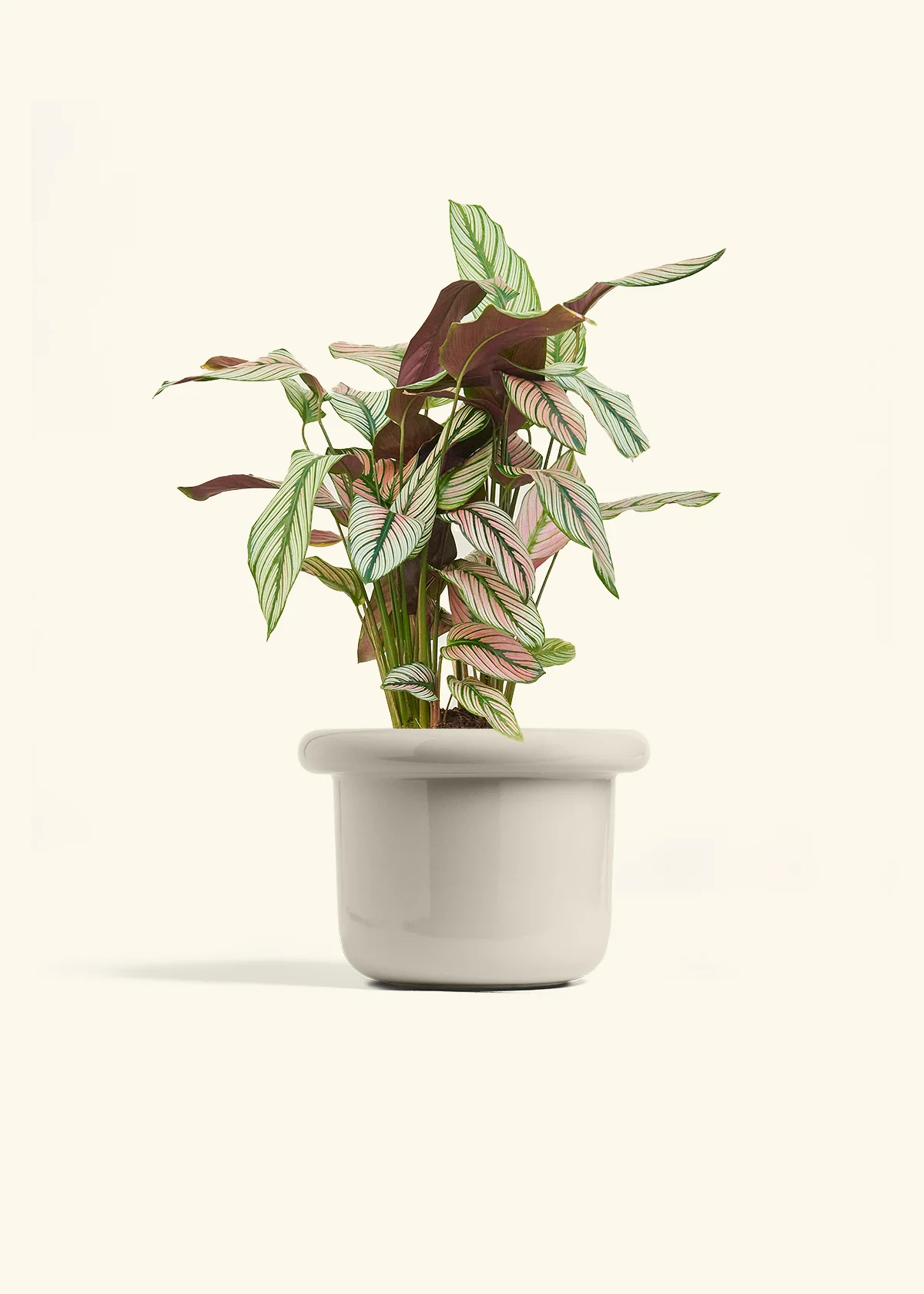 Calathea 'White Star' - Image 53