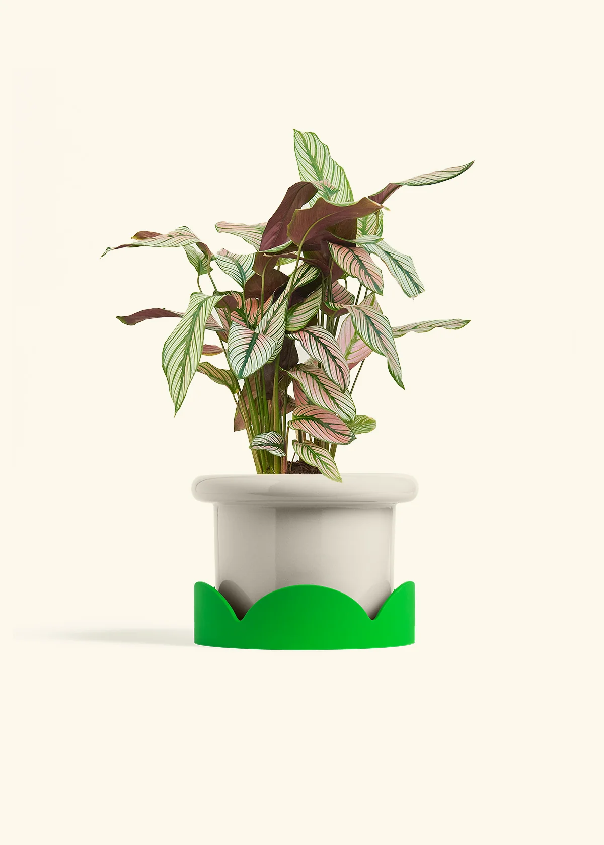 Calathea 'White Star' - Image 54