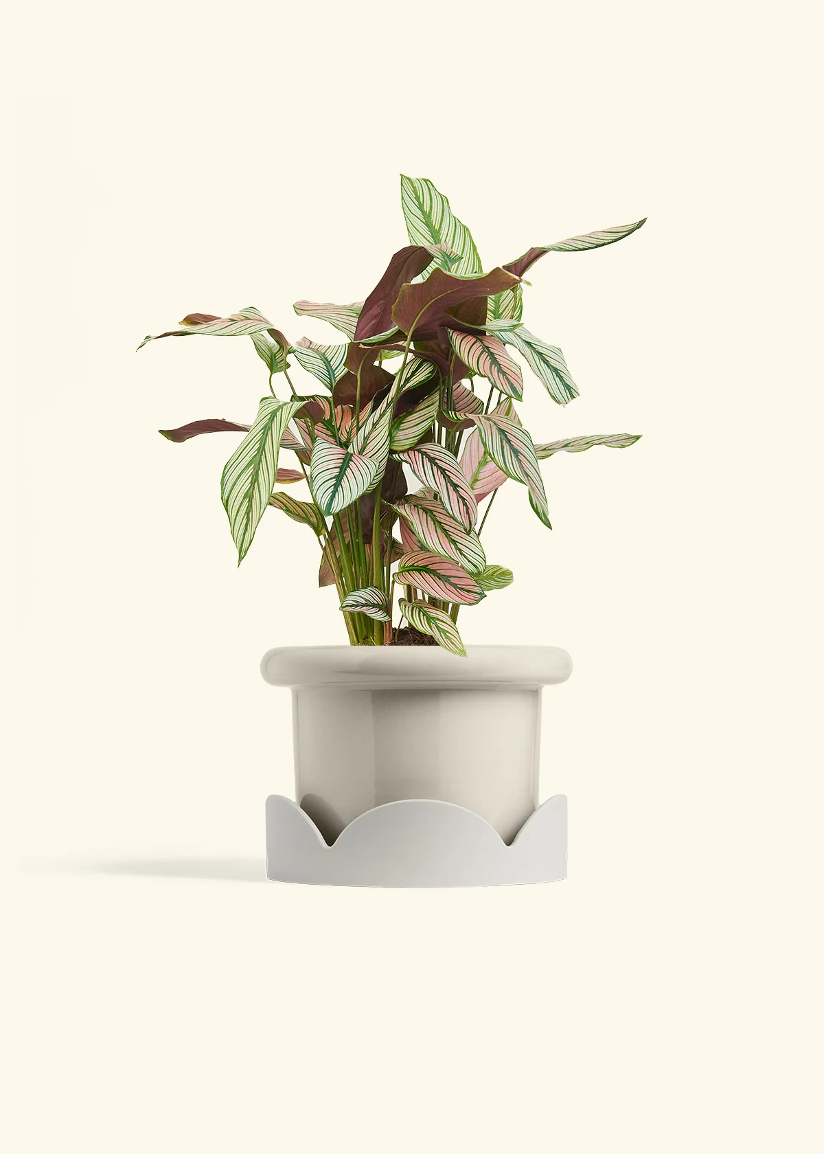 Calathea 'White Star' - Image 55