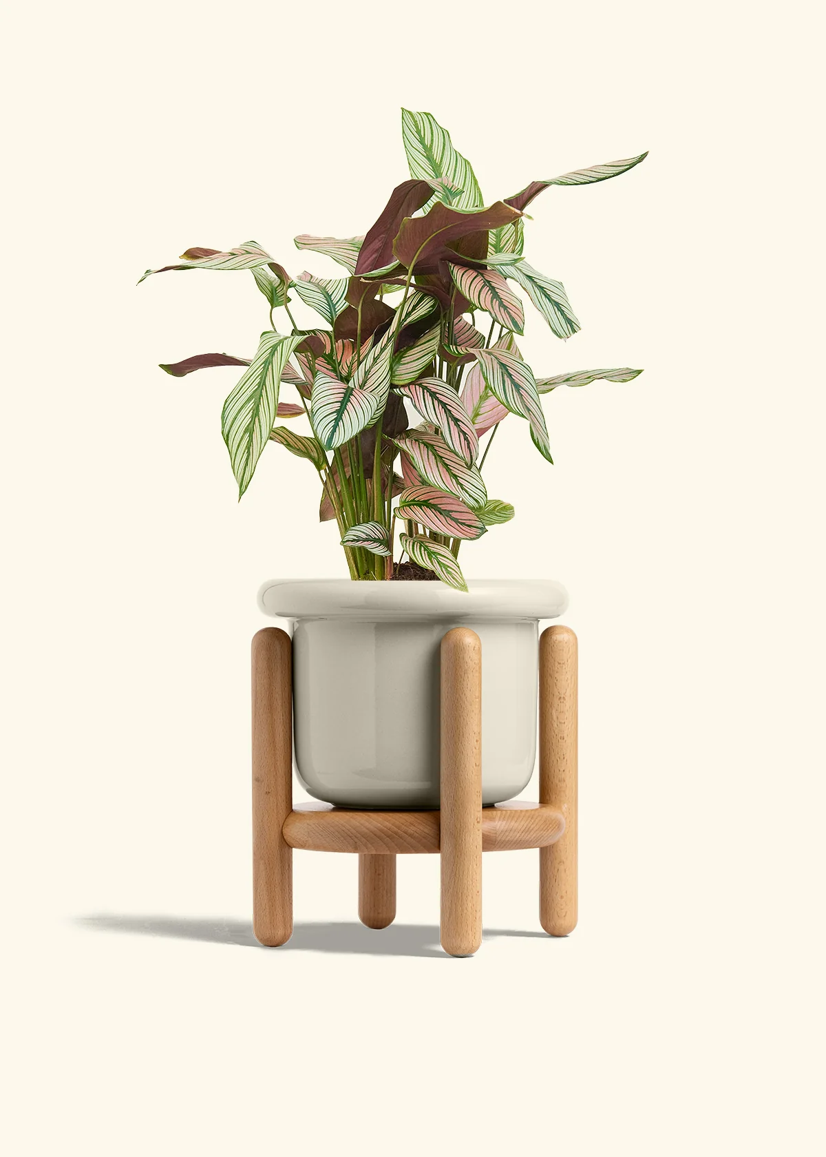 Calathea 'White Star' - Image 56