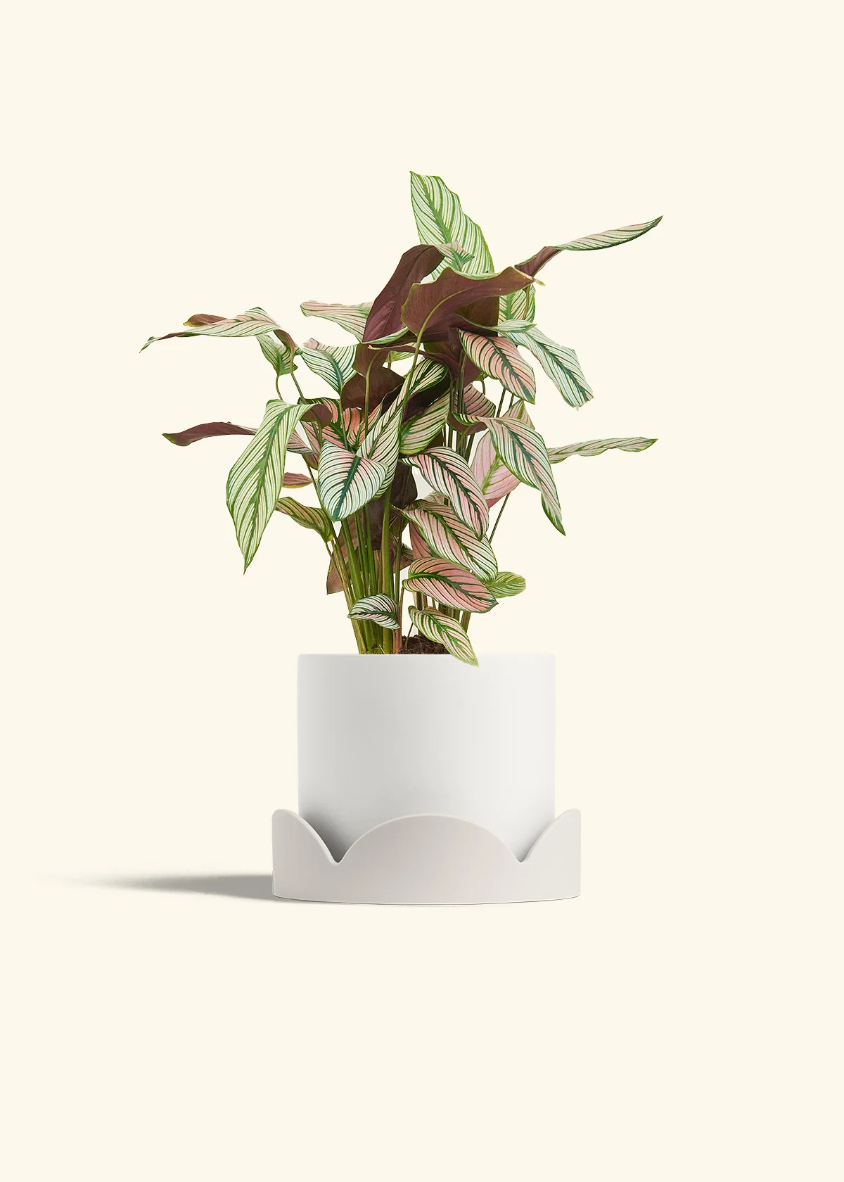 Calathea 'White Star' - Image 58