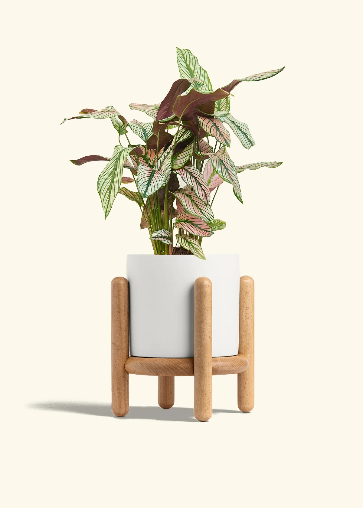 Calathea 'White Star' - Image 59