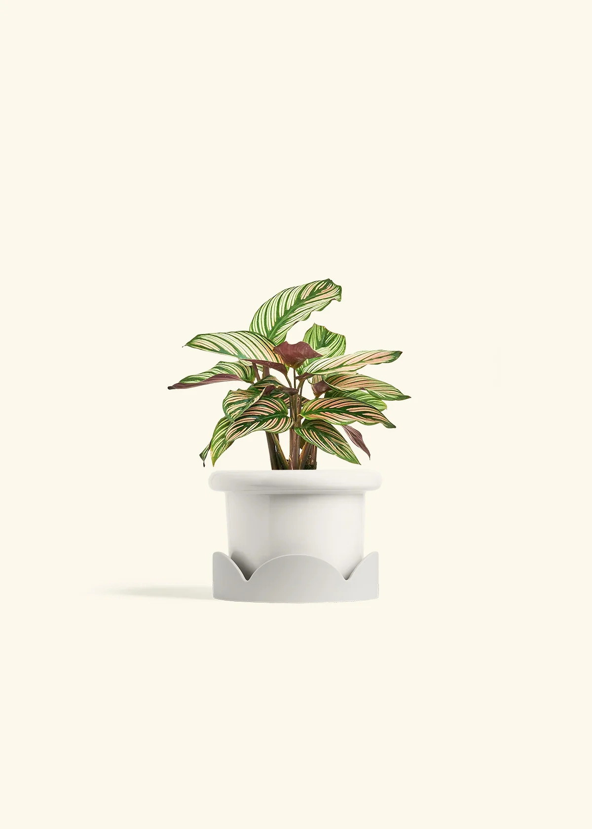 Calathea 'White Star' - Image 6