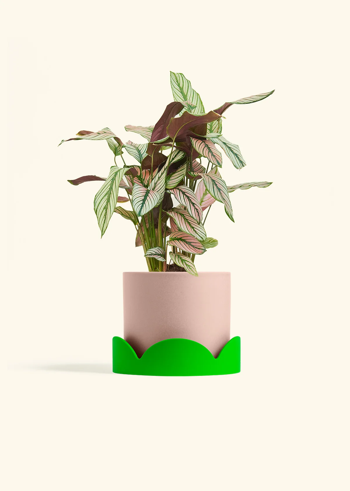 Calathea 'White Star' - Image 60