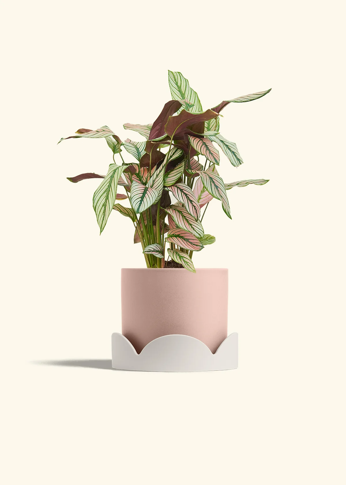 Calathea 'White Star' - Image 61