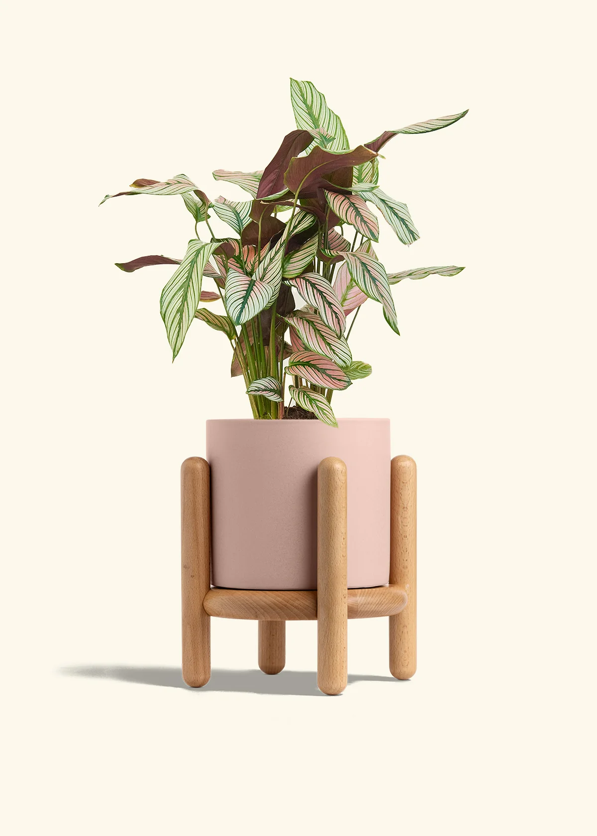 Calathea 'White Star' - Image 62