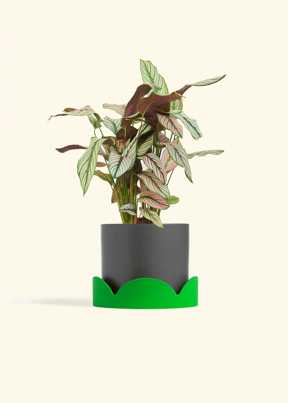 Calathea 'White Star' - Image 63