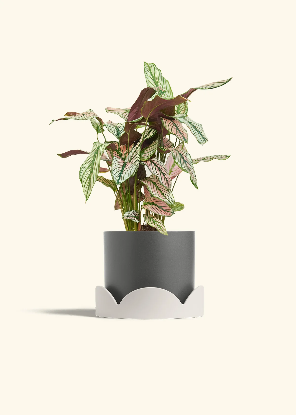Calathea 'White Star' - Image 64