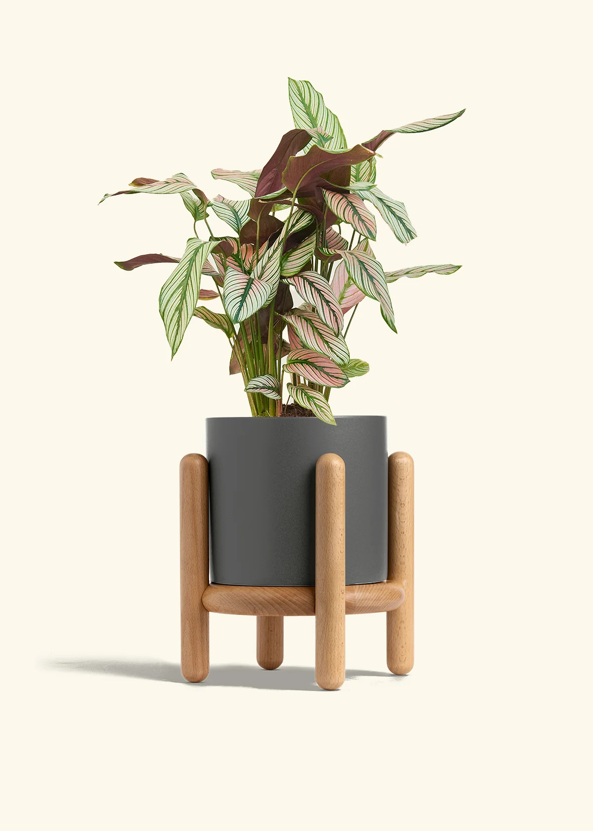Calathea 'White Star' - Image 65