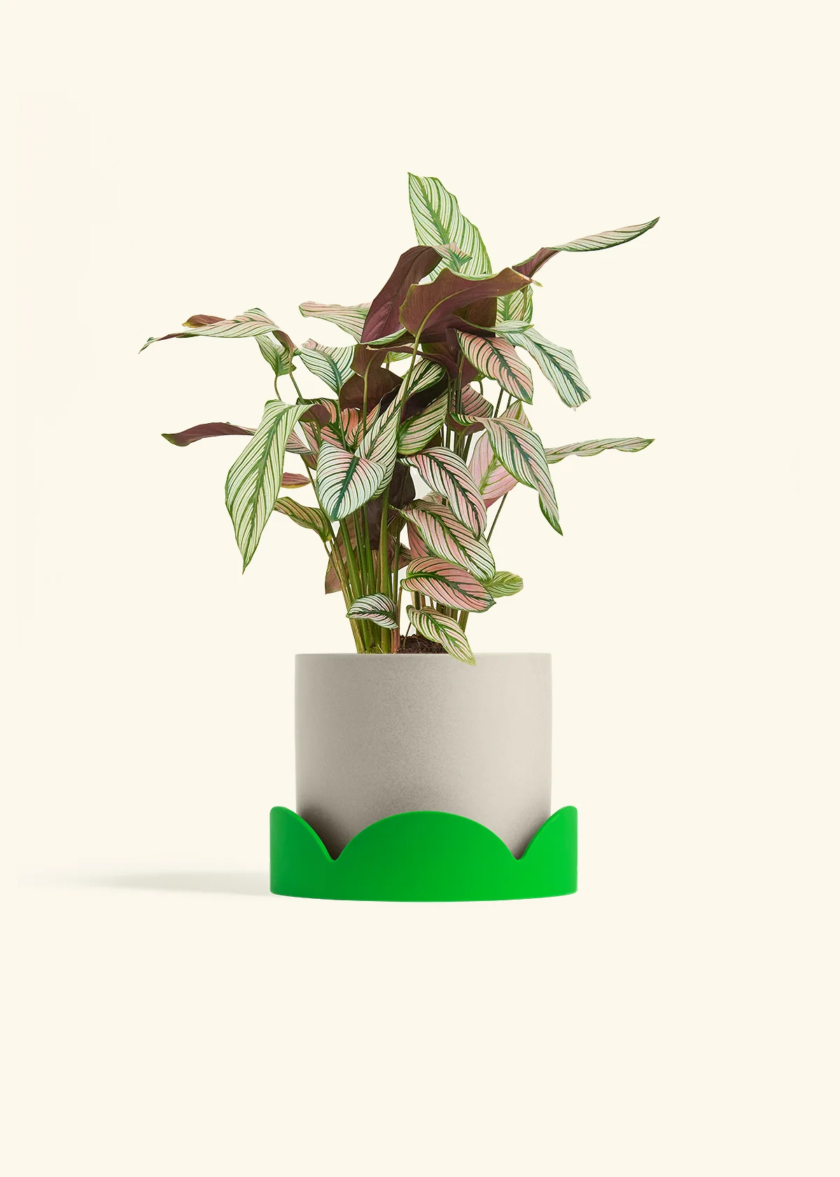 Calathea 'White Star' - Image 66