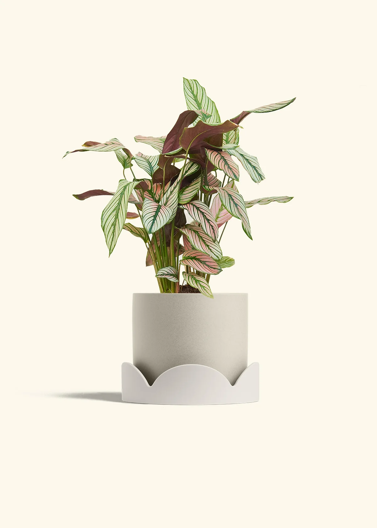 Calathea 'White Star' - Image 67