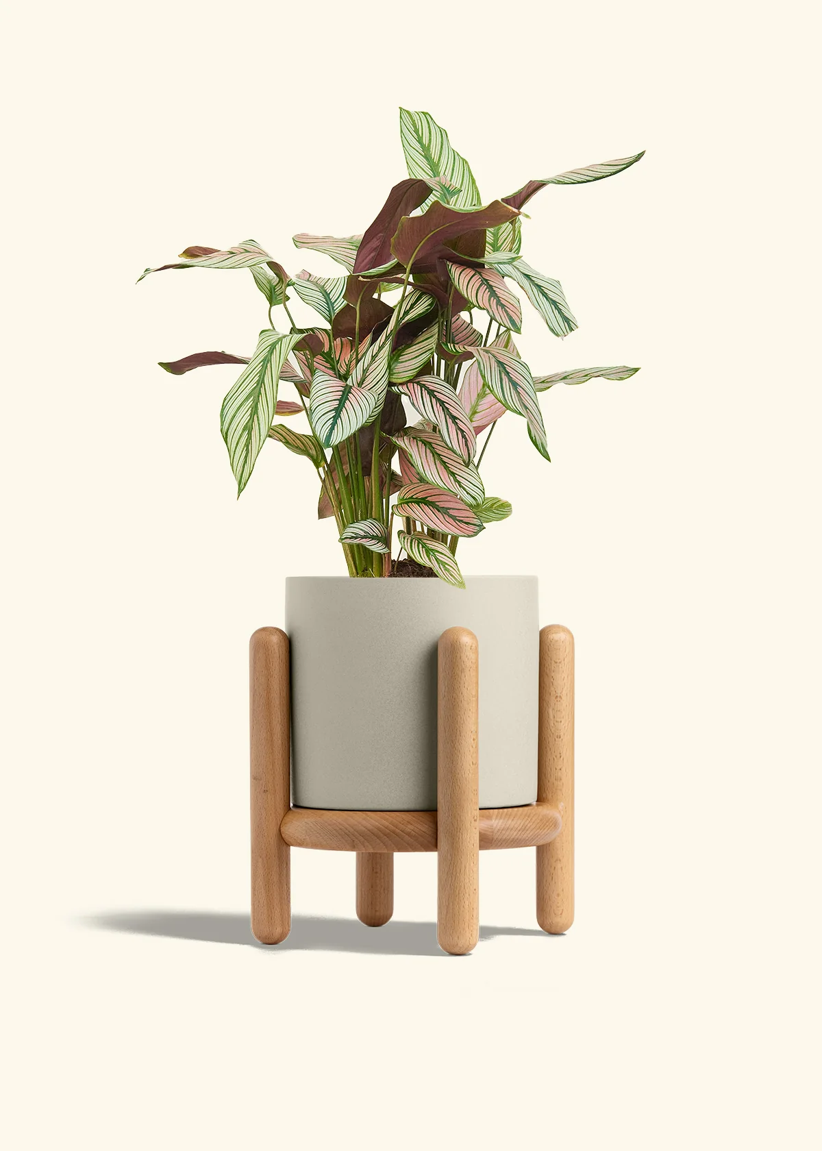 Calathea 'White Star' - Image 68