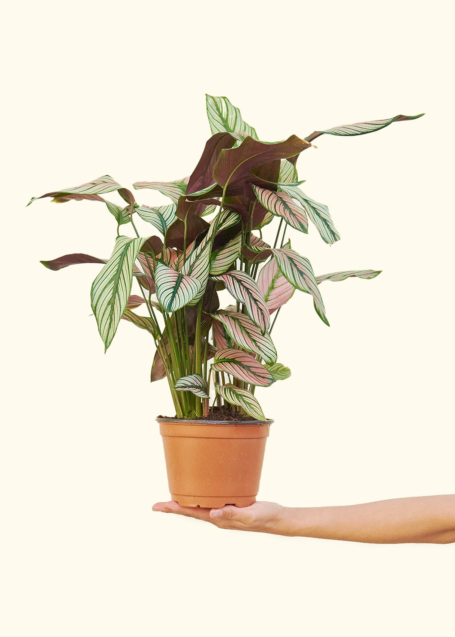 Calathea 'White Star' - Image 69
