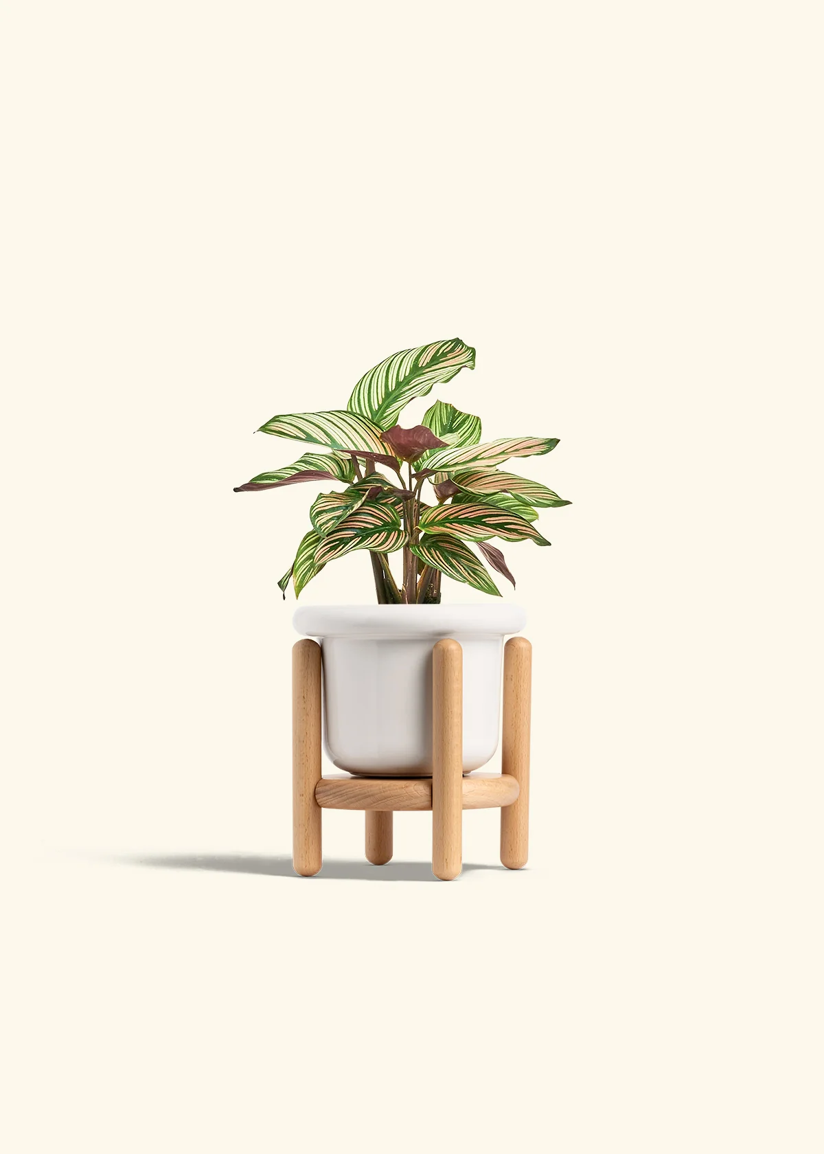 Calathea 'White Star' - Image 7