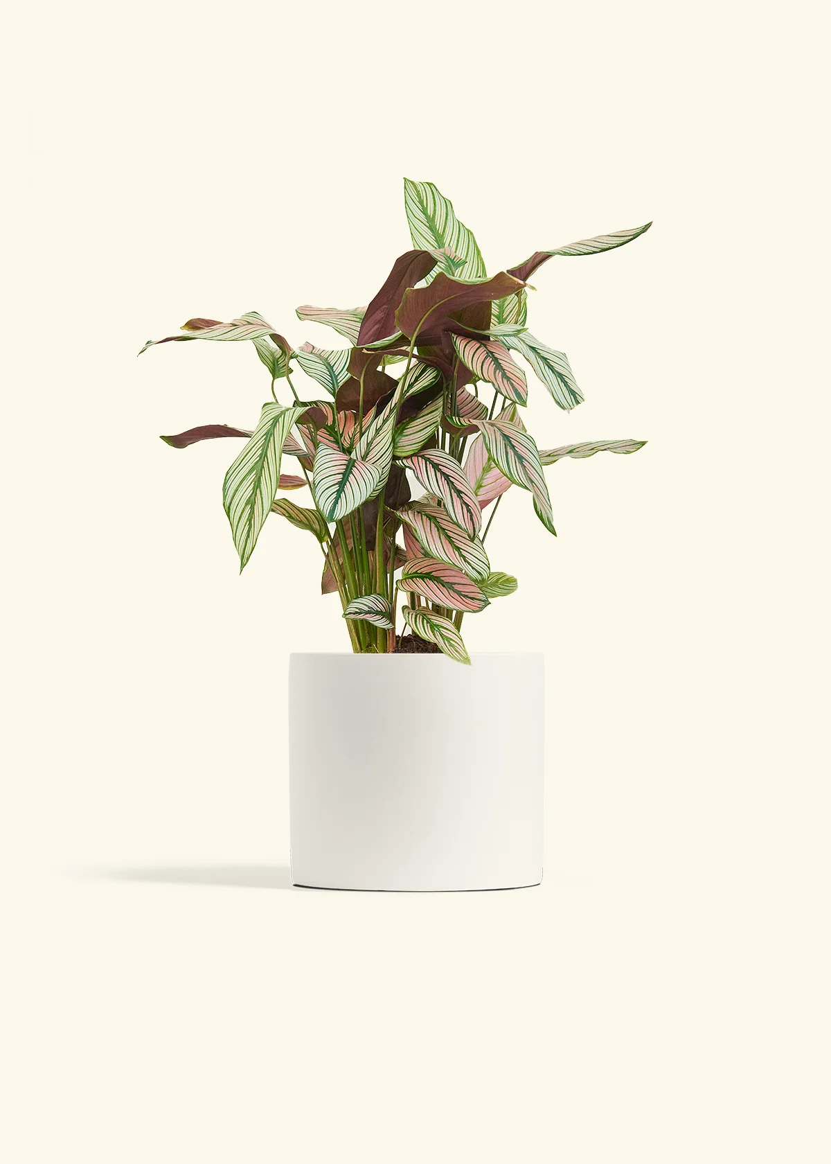 Calathea 'White Star' - Image 70