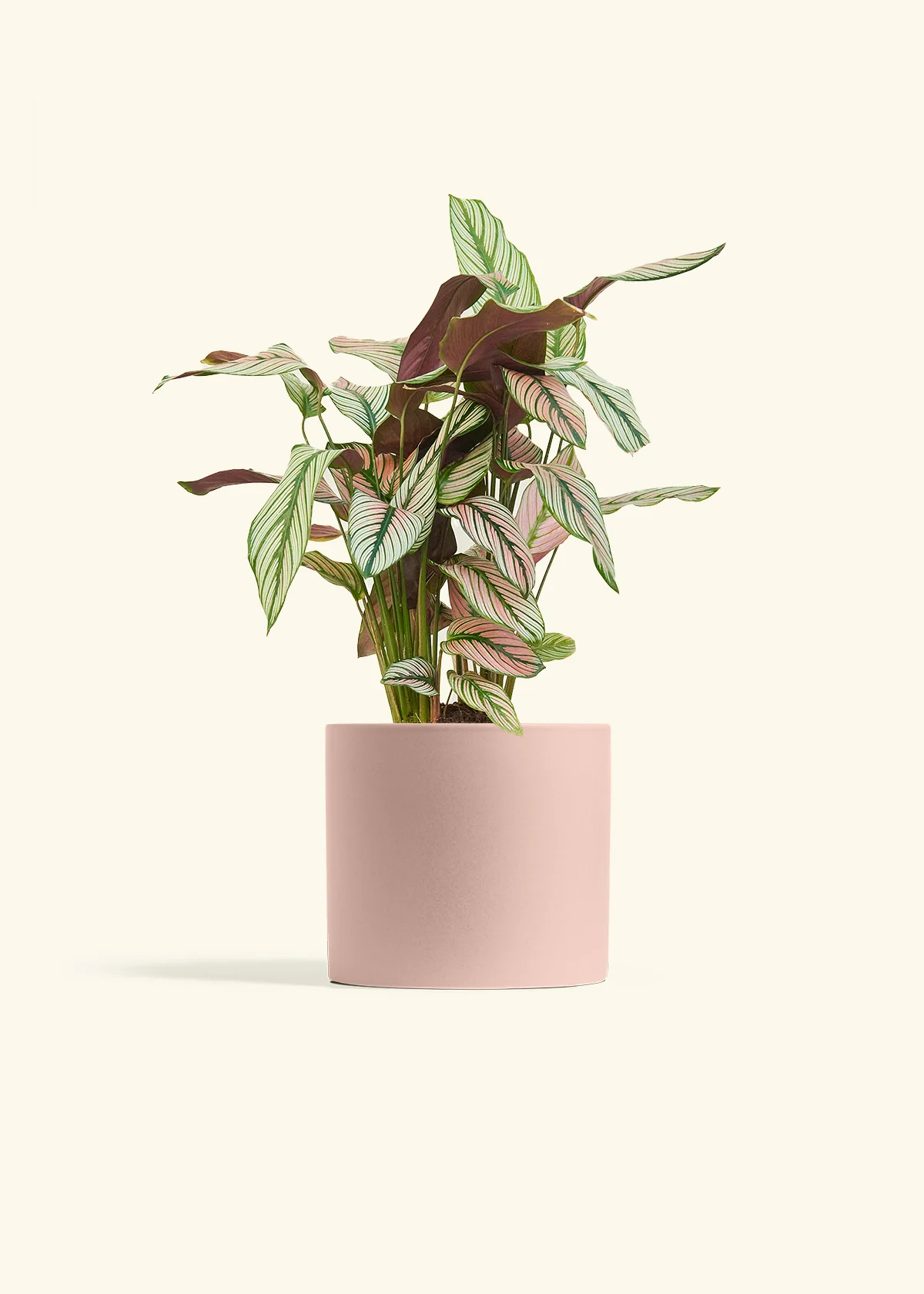 Calathea 'White Star' - Image 71