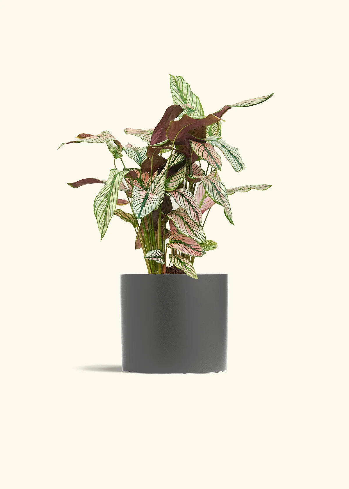 Calathea 'White Star' - Image 72