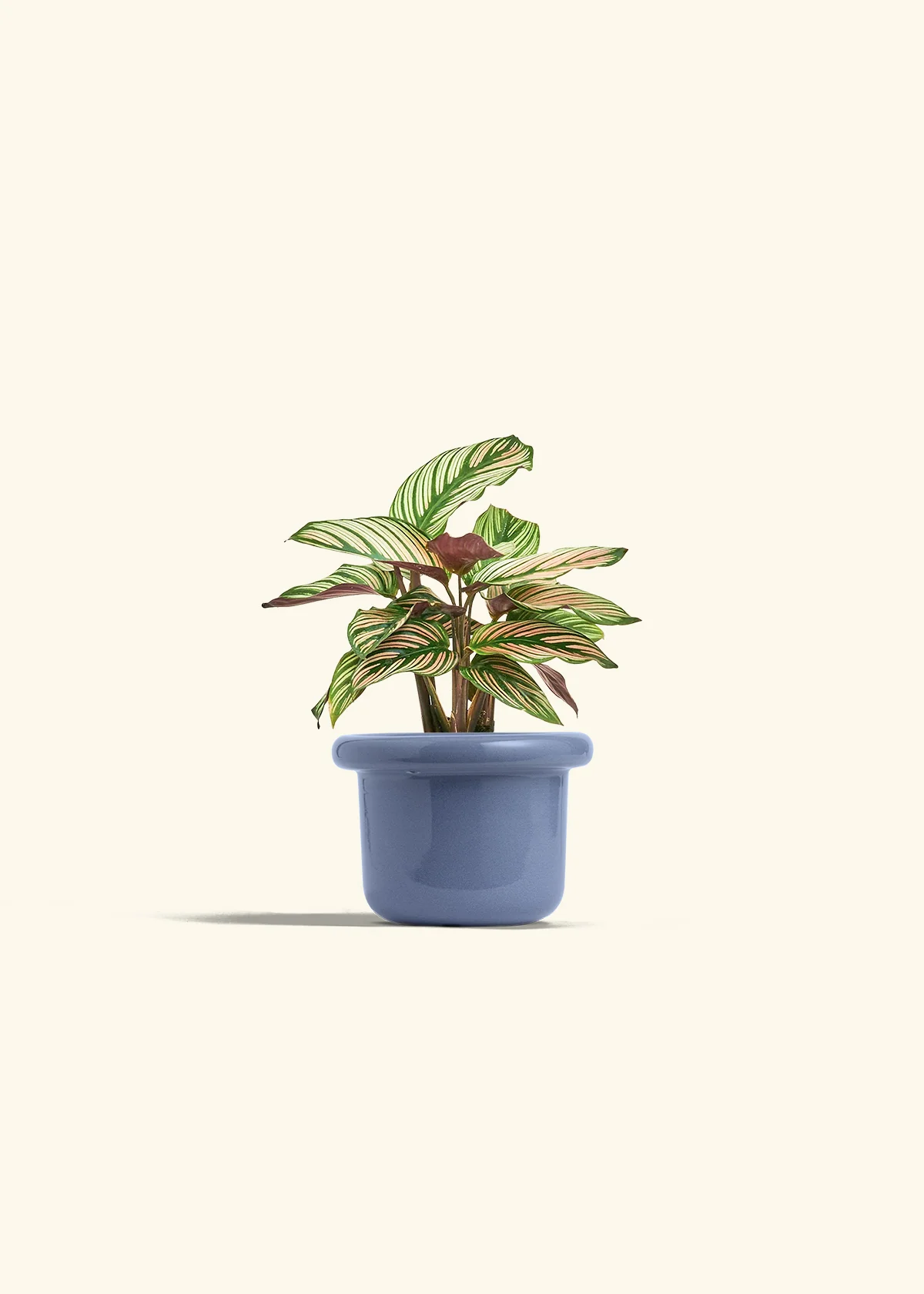 Calathea 'White Star' - Image 8