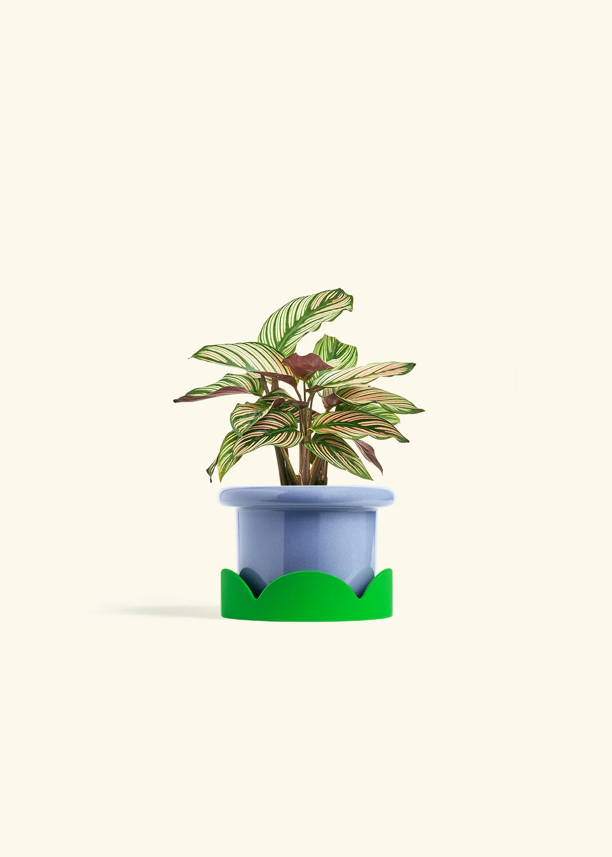 Calathea 'White Star' - Image 9