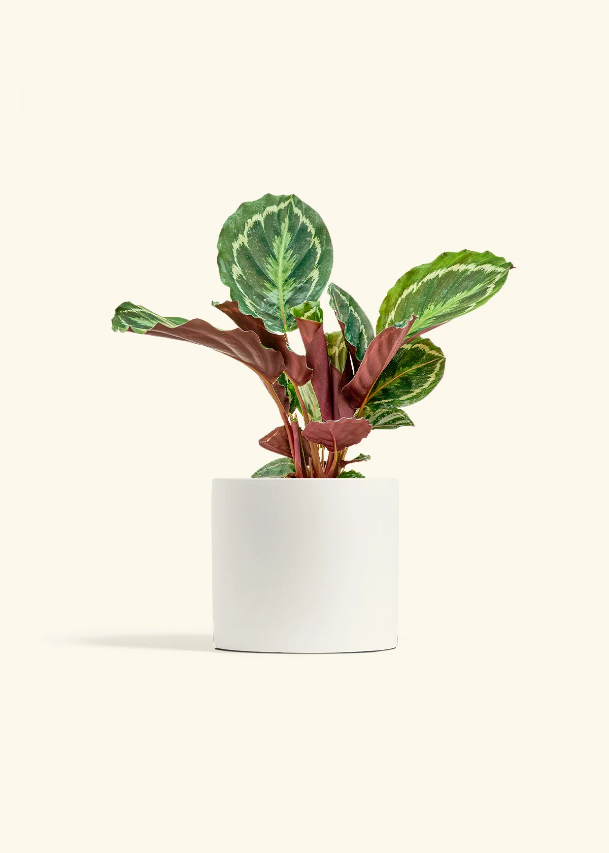 Calathea 'Medallion' - Image 10
