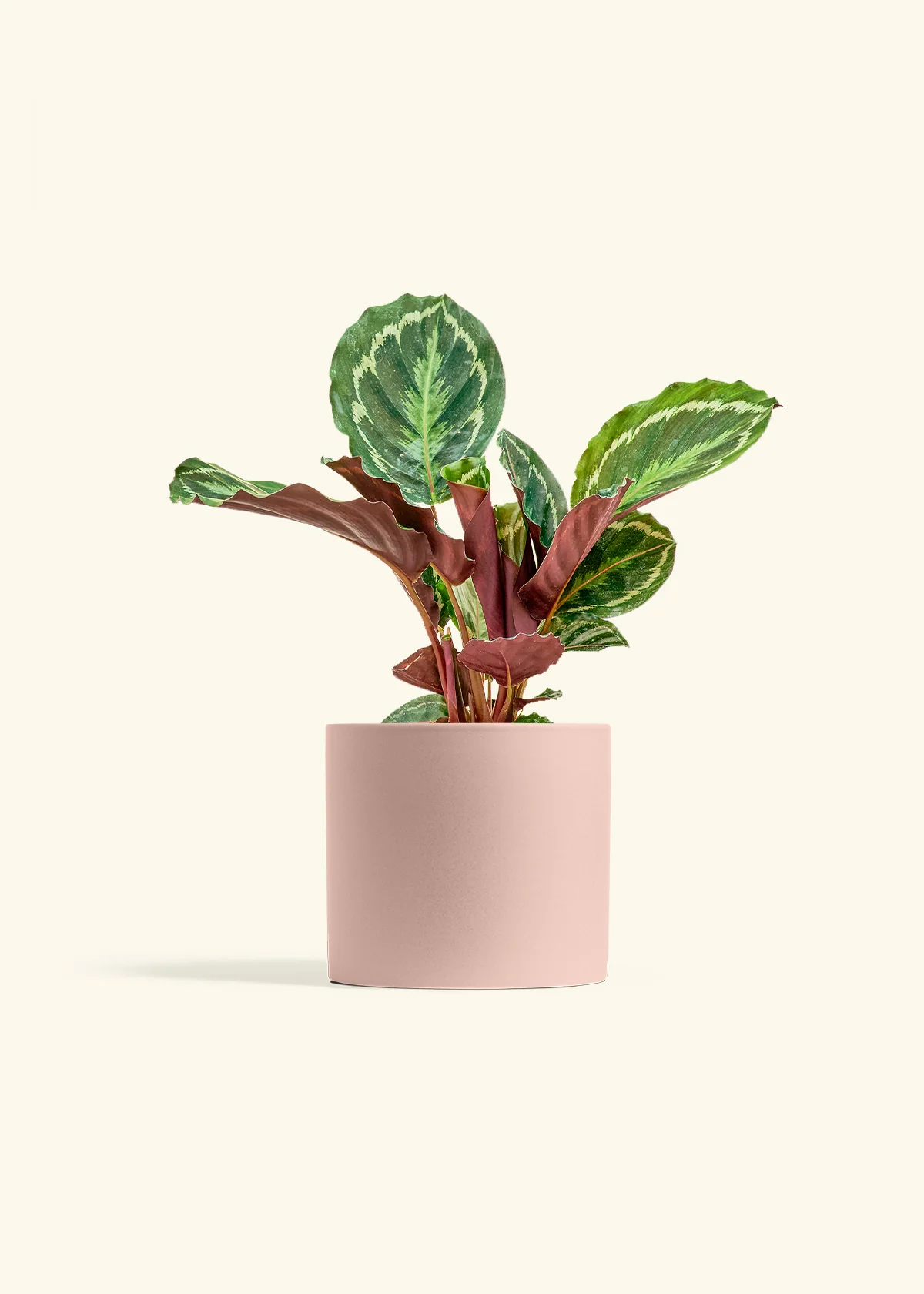 Calathea 'Medallion' - Image 11