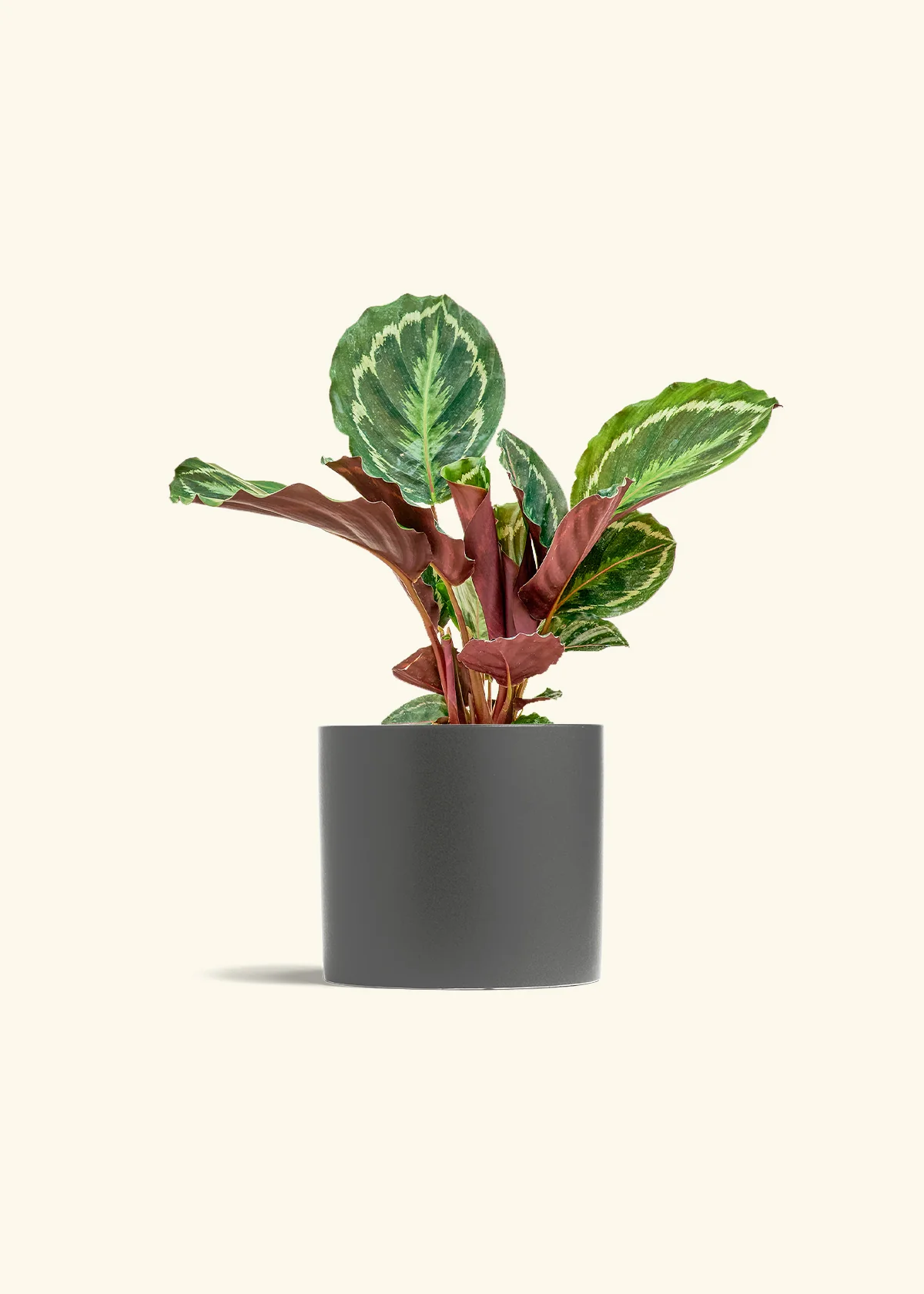 Calathea 'Medallion' - Image 12