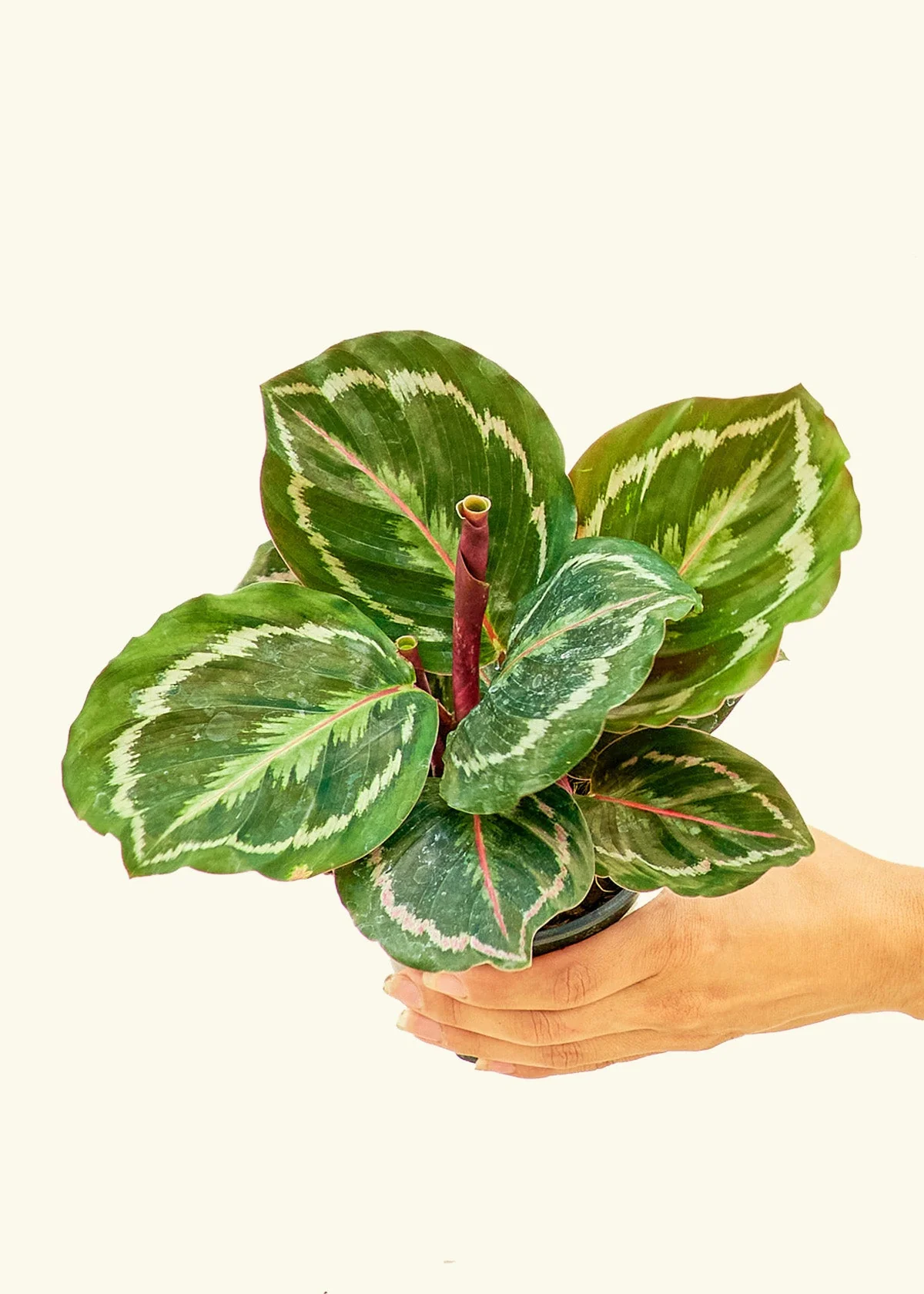 Calathea 'Medallion' - Image 3