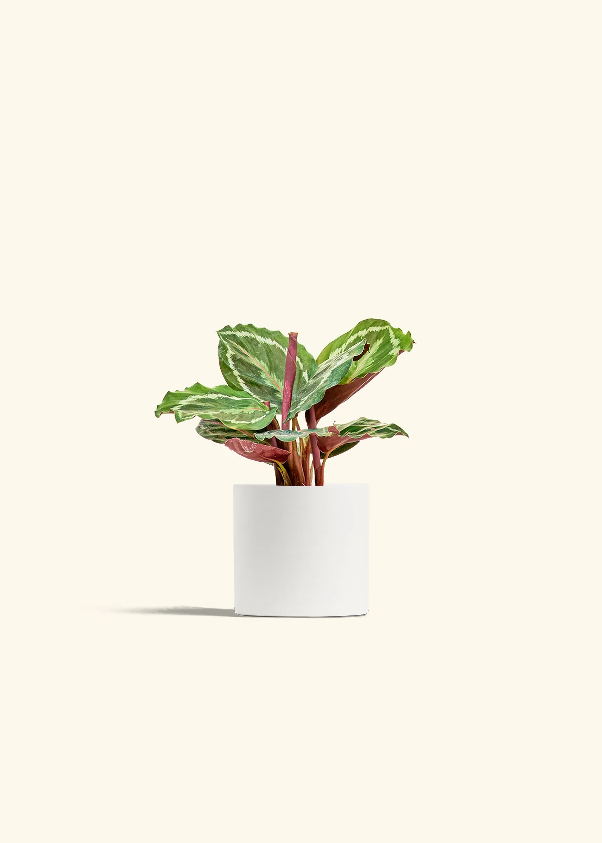 Calathea 'Medallion' - Image 4
