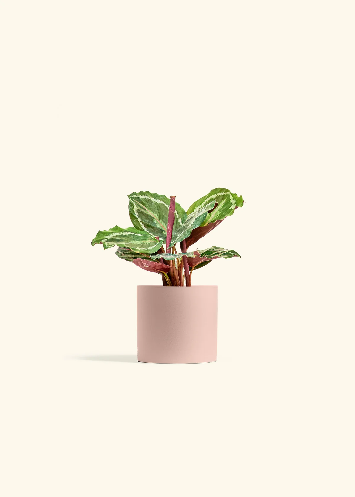 Calathea 'Medallion' - Image 5