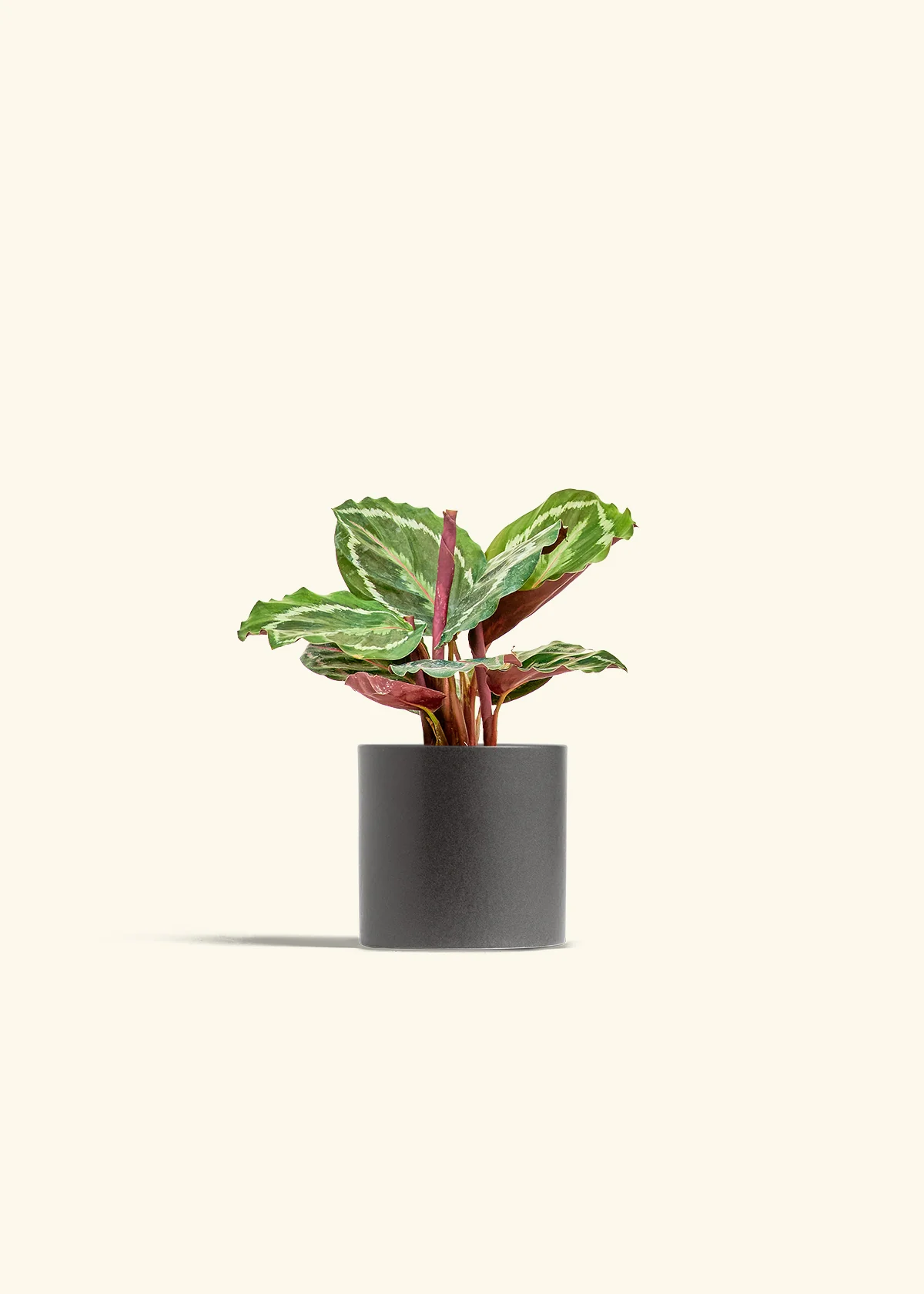 Calathea 'Medallion' - Image 6