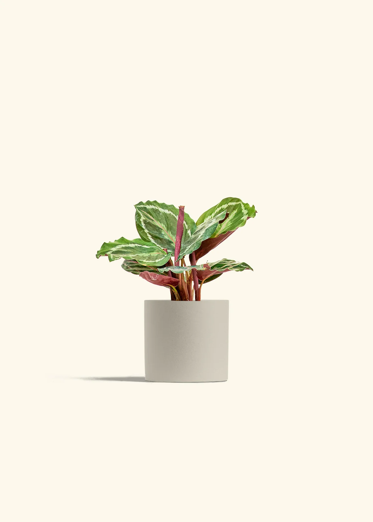 Calathea 'Medallion' - Image 7