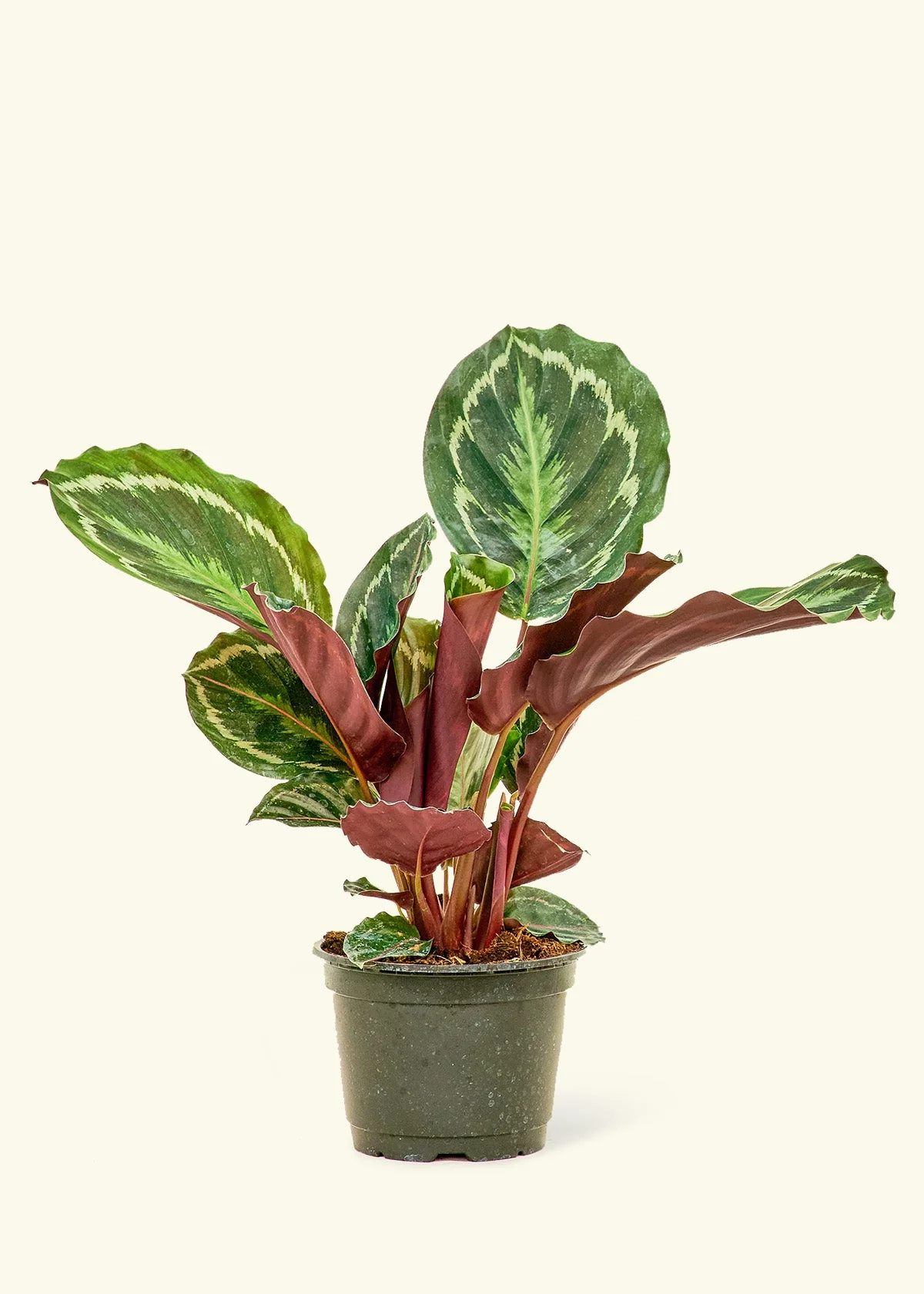 Calathea 'Medallion' - Image 8