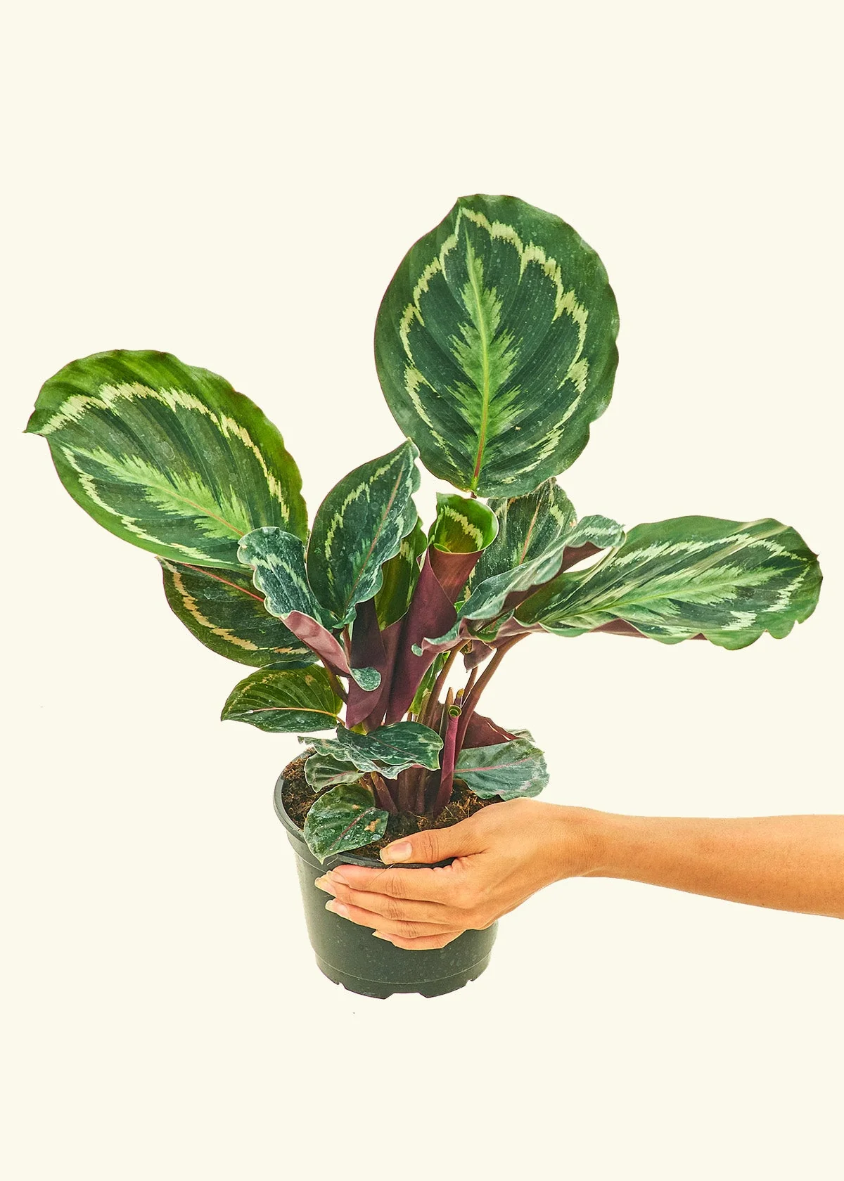 Calathea 'Medallion' - Image 9