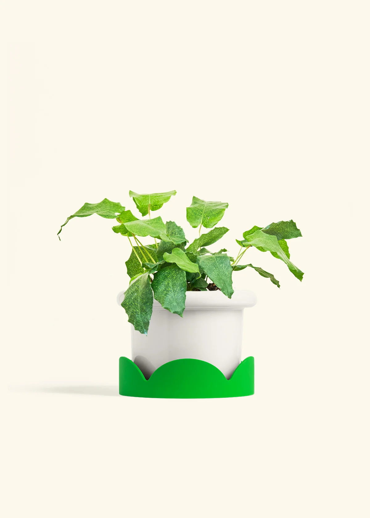 Calathea musaica - Image 11