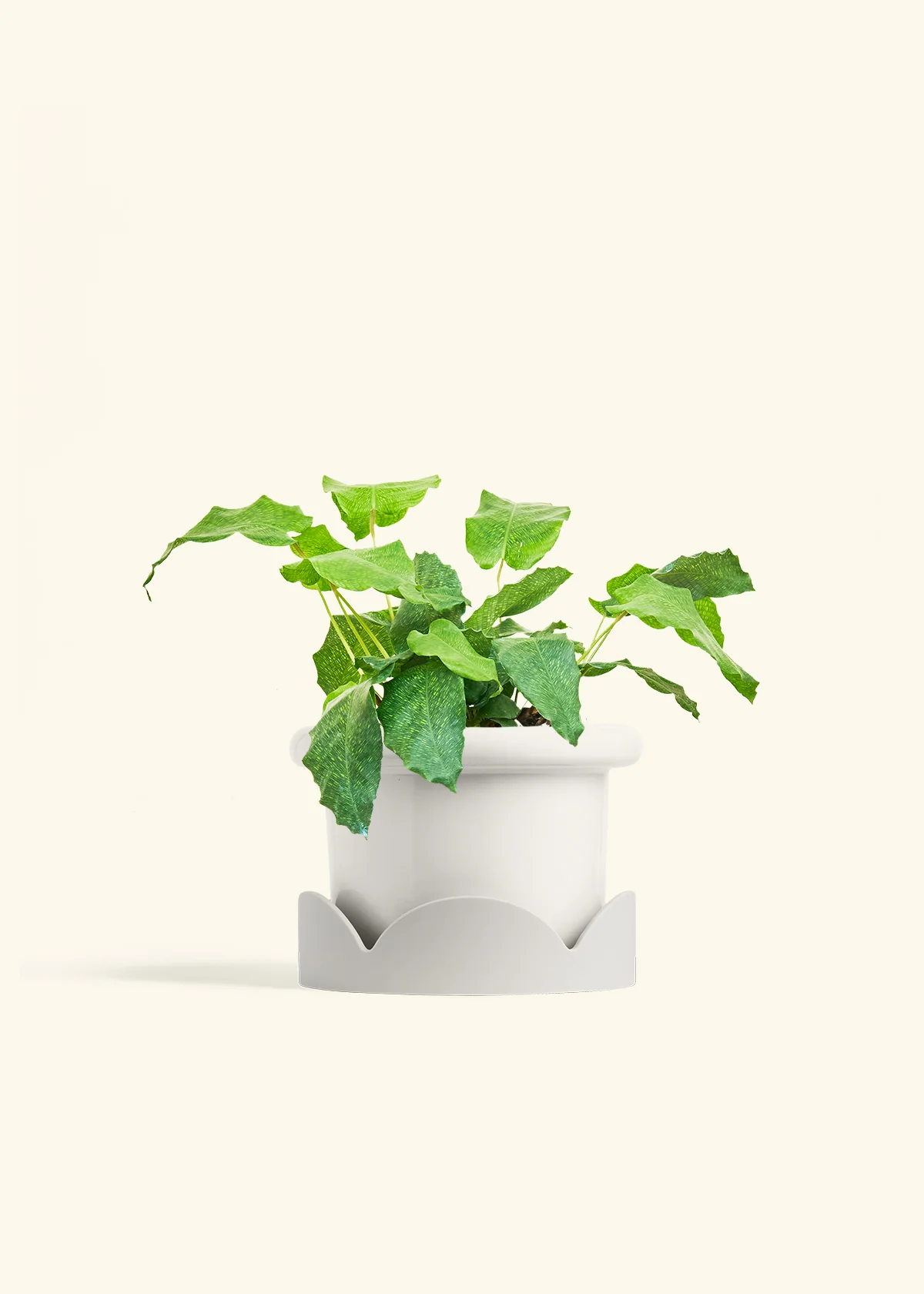 Calathea musaica - Image 12