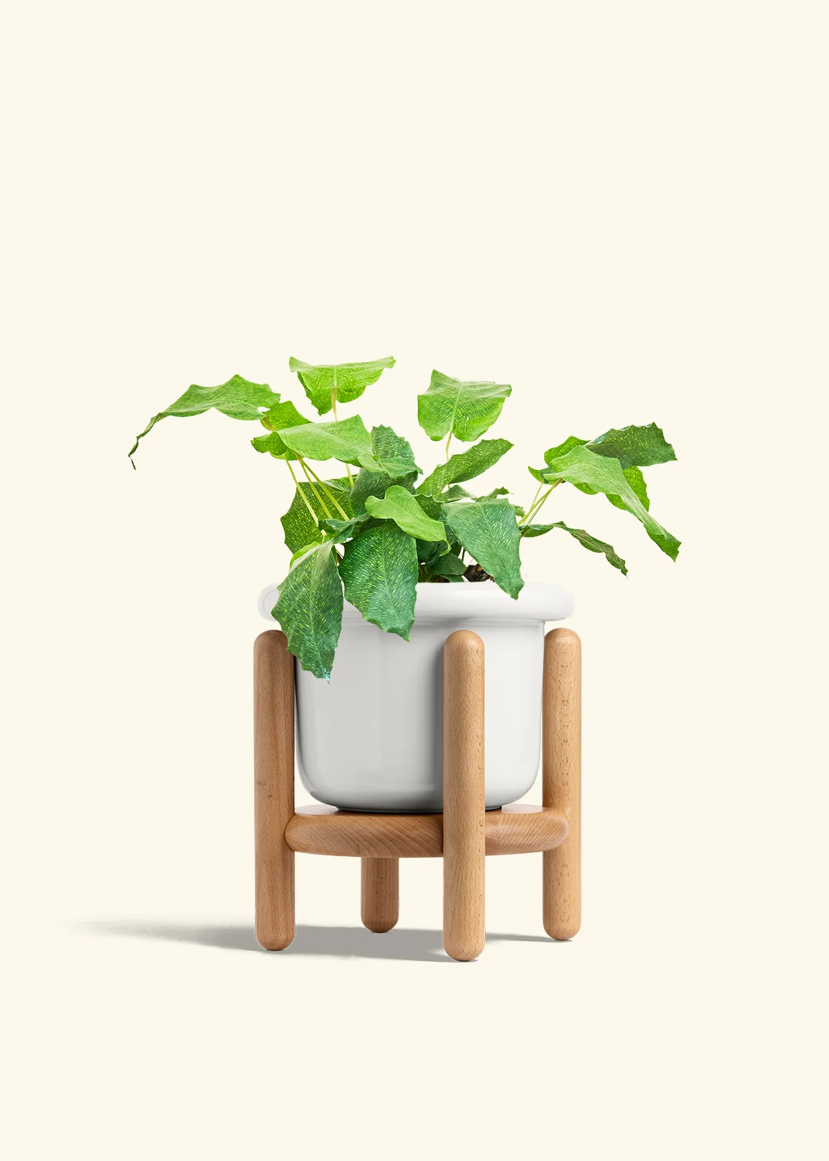 Calathea musaica - Image 13