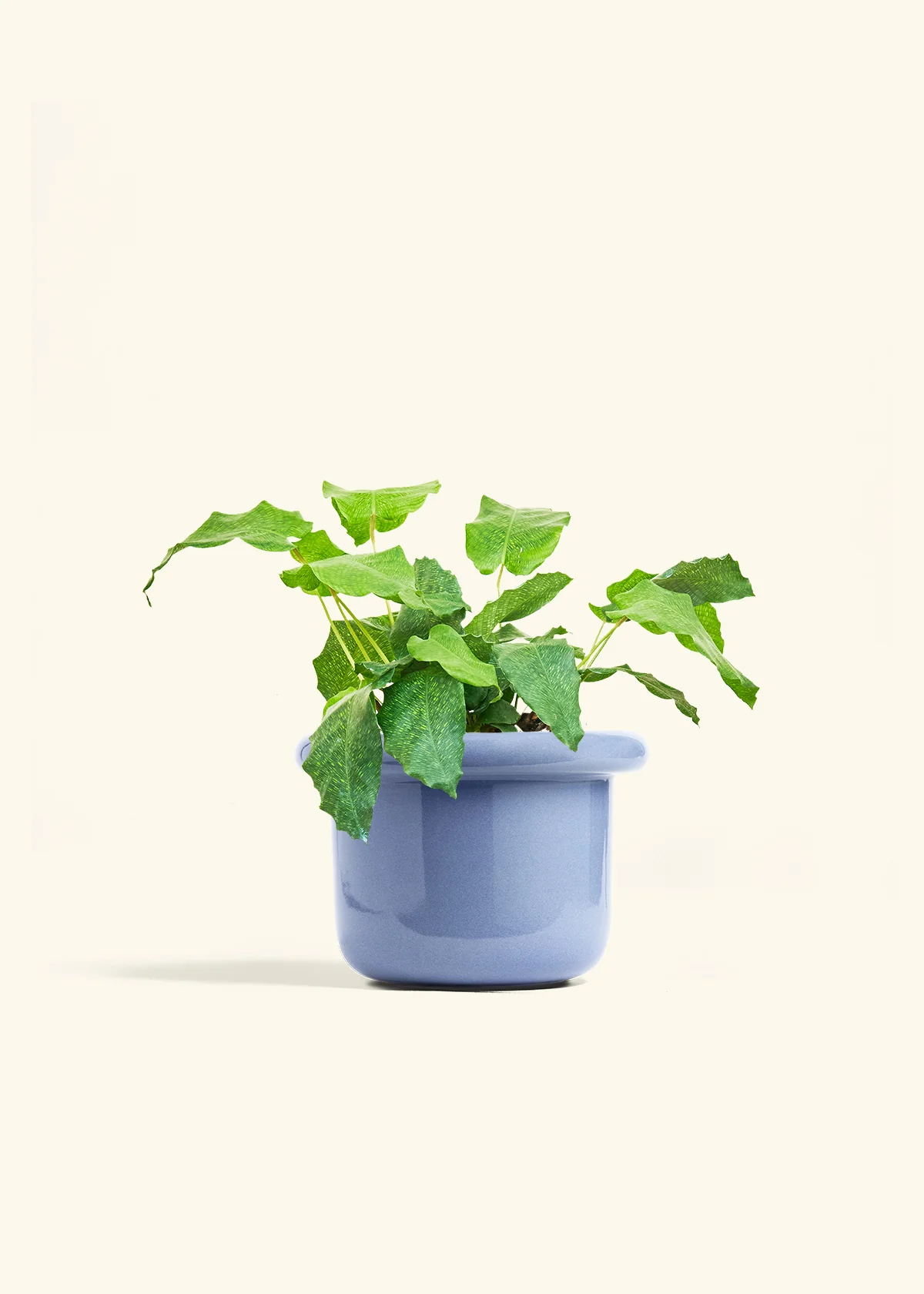 Calathea musaica - Image 14