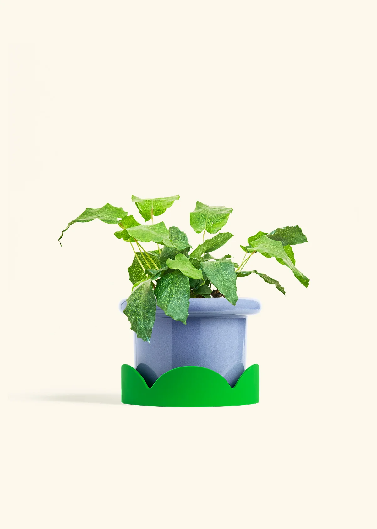 Calathea musaica - Image 15