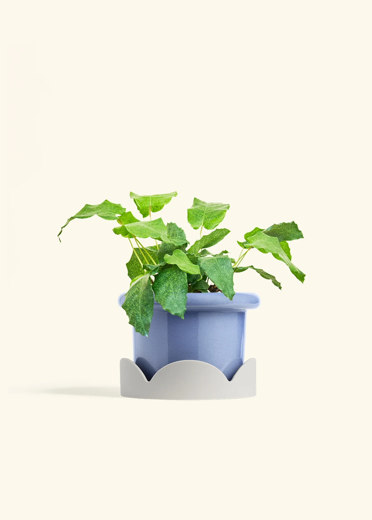 Calathea musaica - Image 16