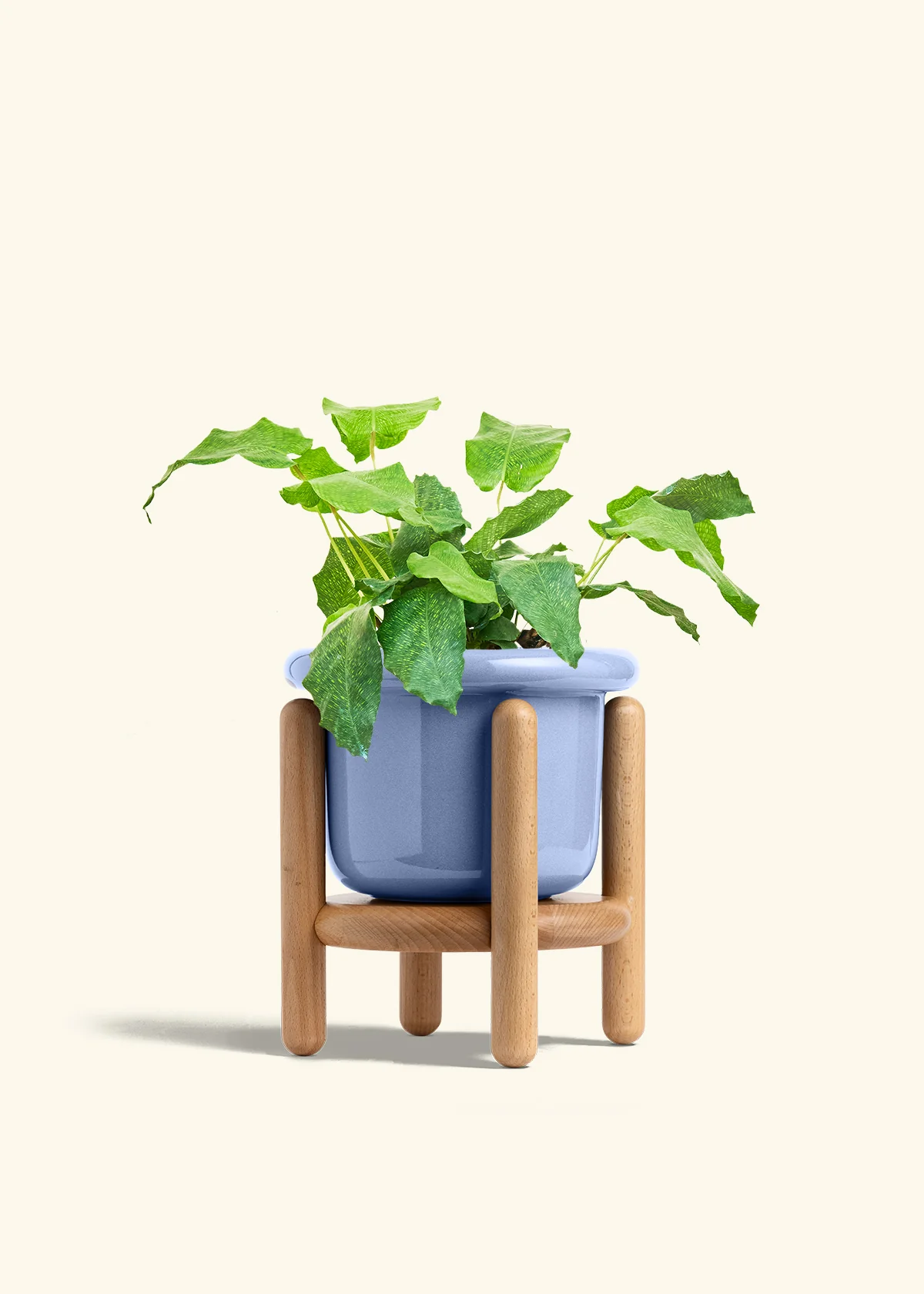Calathea musaica - Image 17