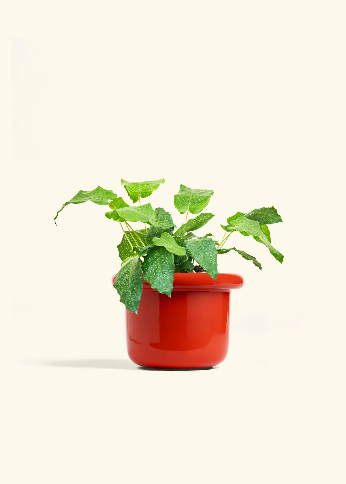 Calathea musaica - Image 18