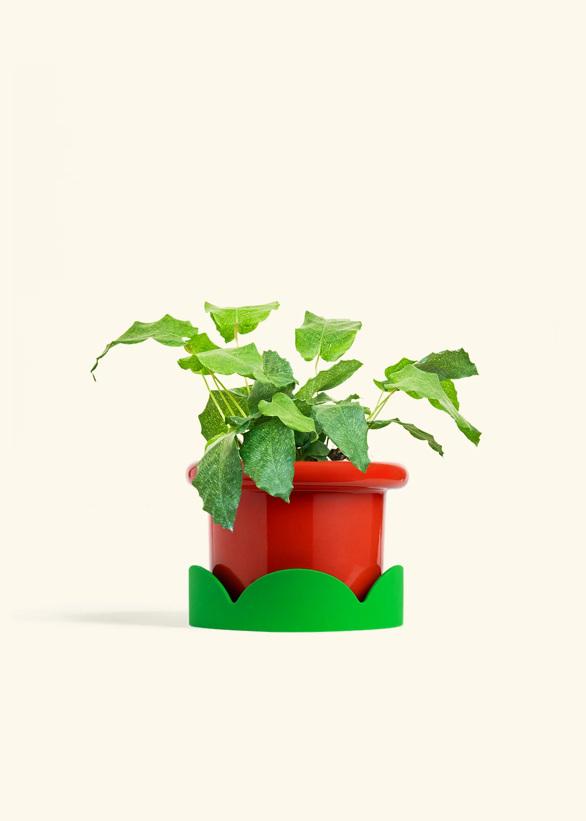 Calathea musaica - Image 19