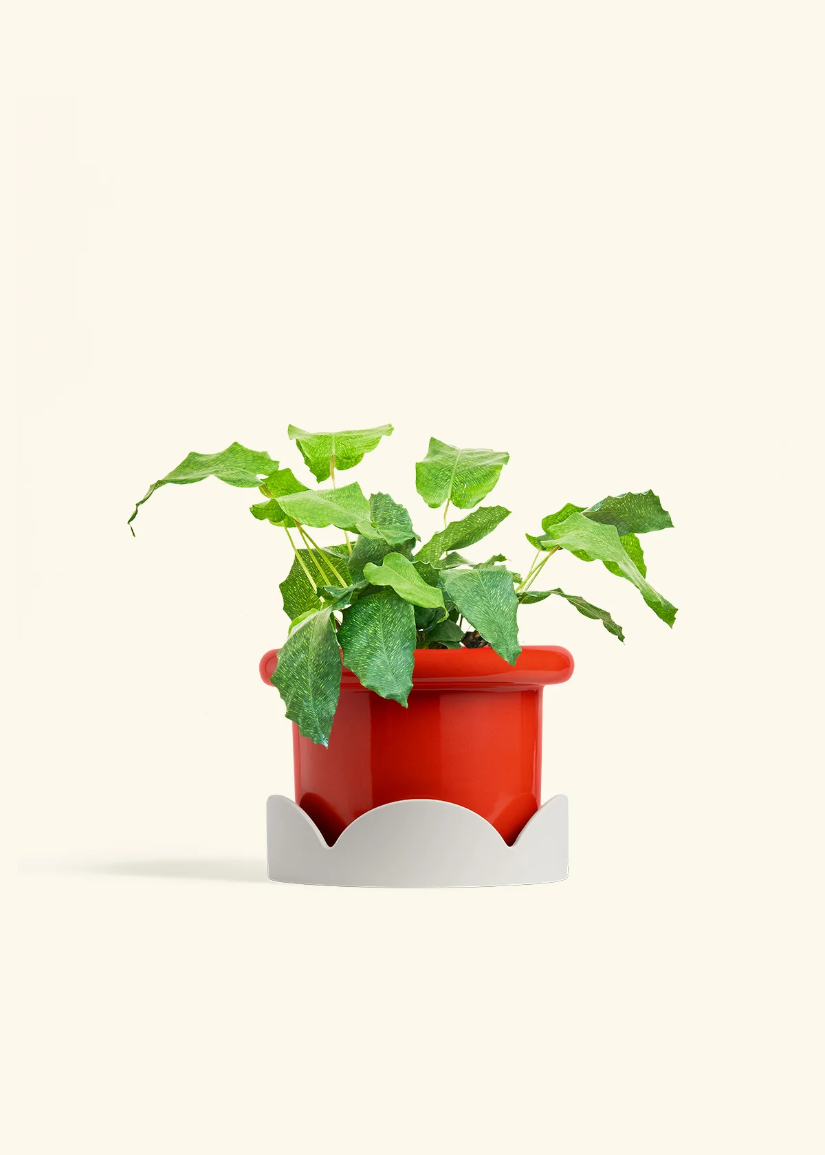 Calathea musaica - Image 20